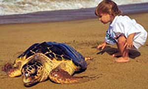 Морские черепахи Закинфа